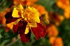 Studentenblume