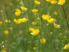 gelbe Wiesenblumen