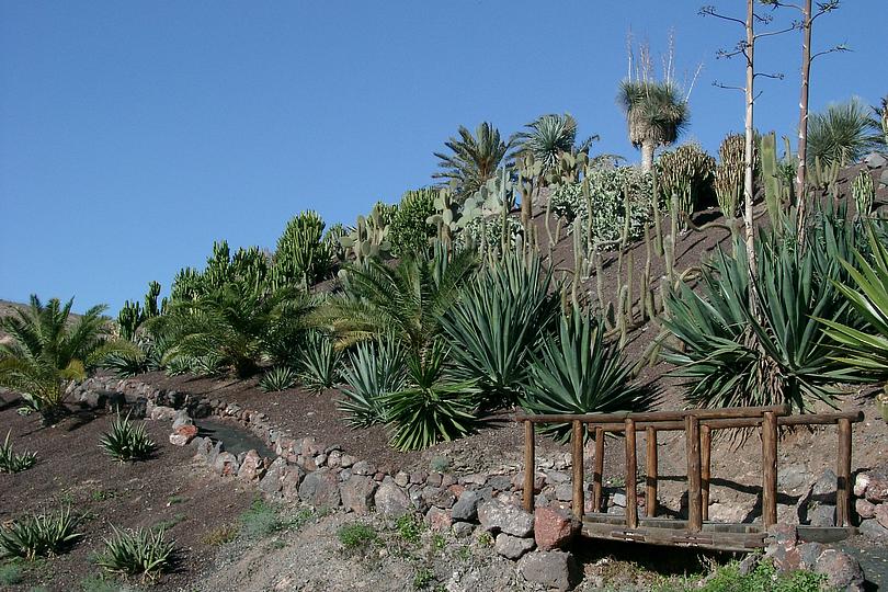 Kaktusgarten Fuerteventura