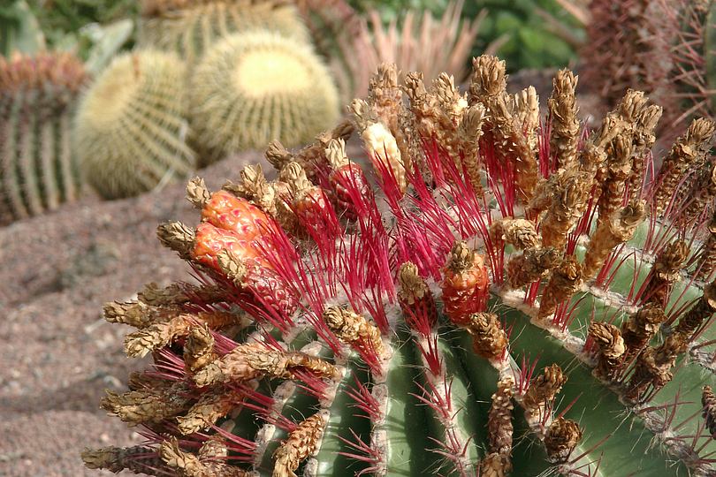 Schwiegermutterstuhl