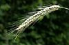 Getreideähre