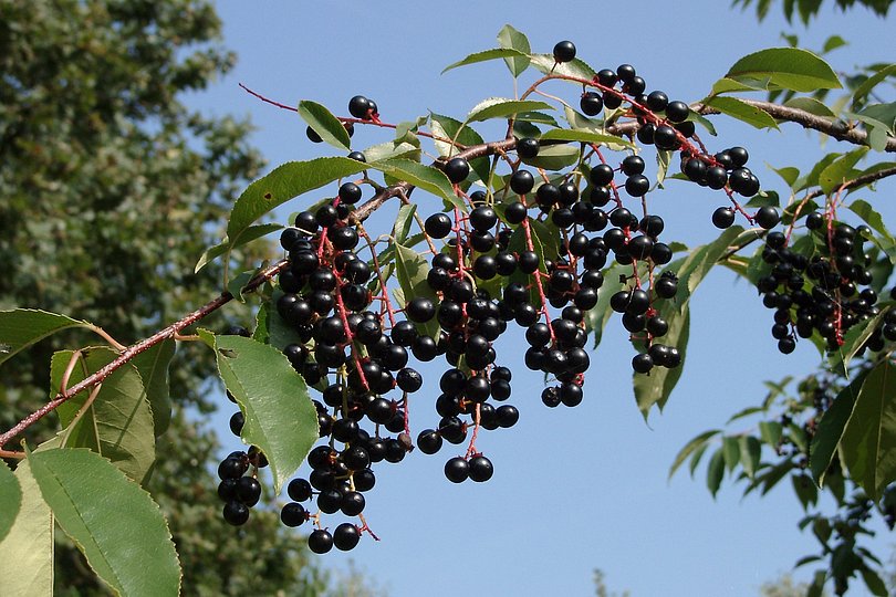 schwarze Beeren