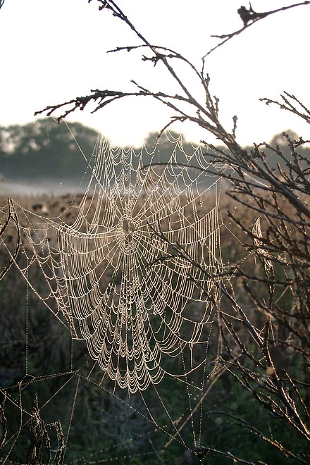 Spinnennetz