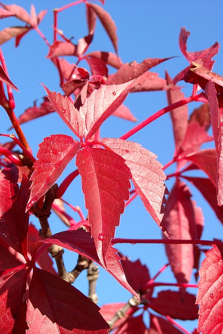 rote Bl�tter 2
