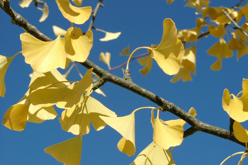 Ginkobl�tter 1