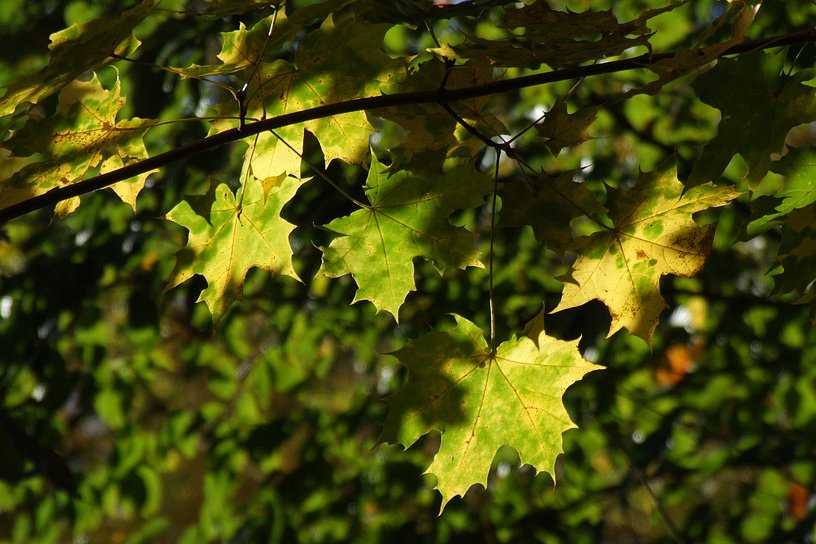 gr�nes Laub im Gegenlicht