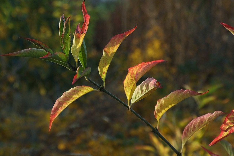 Herbst diagonal