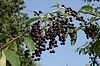 schwarze Beeren