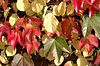buntes Laub