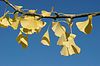 Ginkoblätter 2