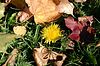 Herbstboden