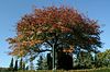 Laternenbaum