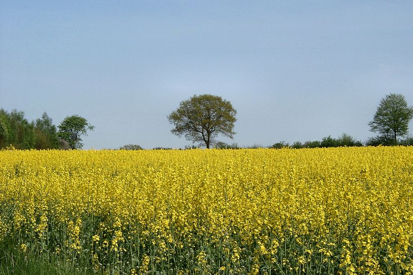 Rapsfeld