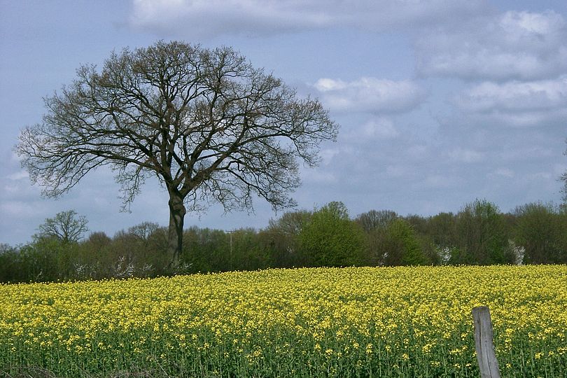 Rapsfeld mit Baum