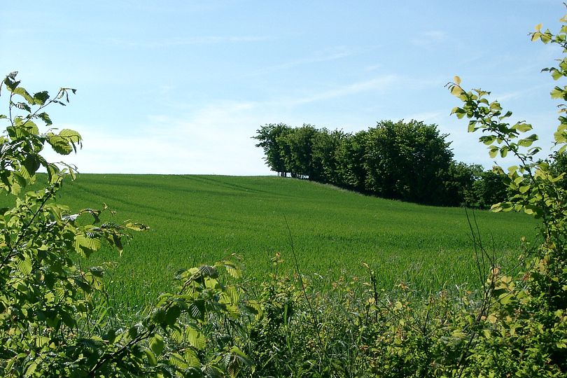 grne Landschaft