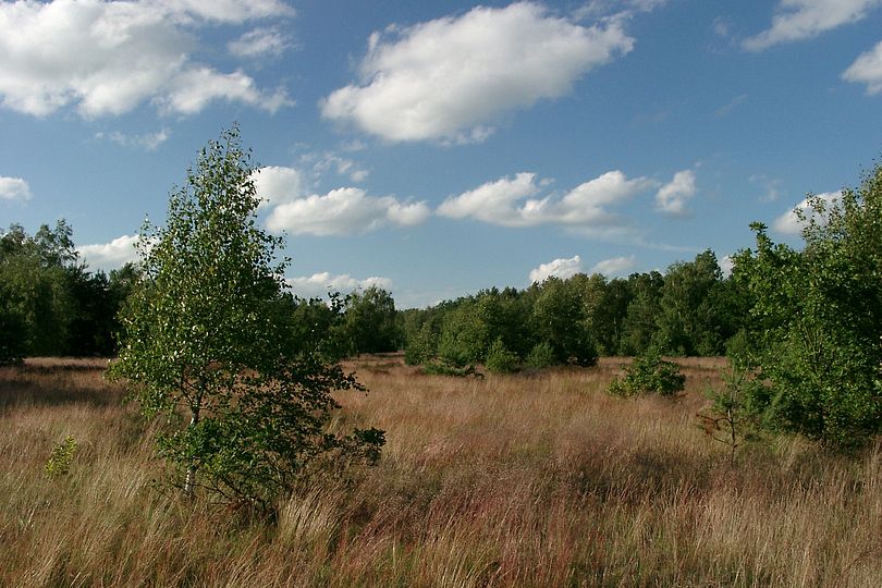 Heidelandschaft