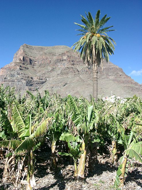 Bananenplantage