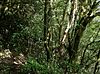 Fabelwald