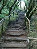 Treppe im Regenwald