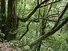 Regenwald