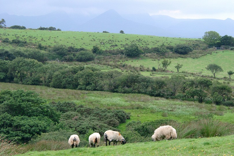 Irlands gr�ne H�gel