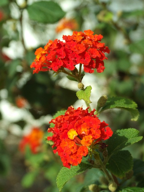 rote Bl�ten