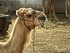 junge Kamele