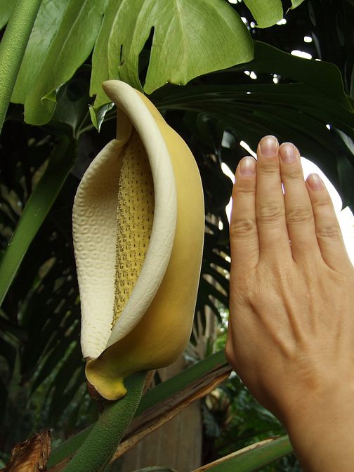 exotische Bl�te