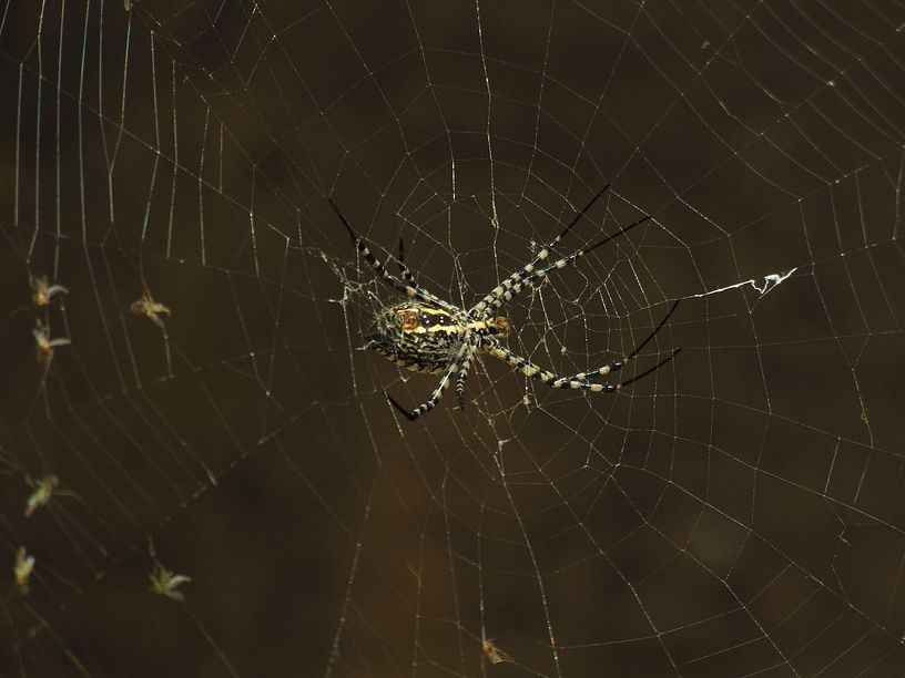 bunte Spinne