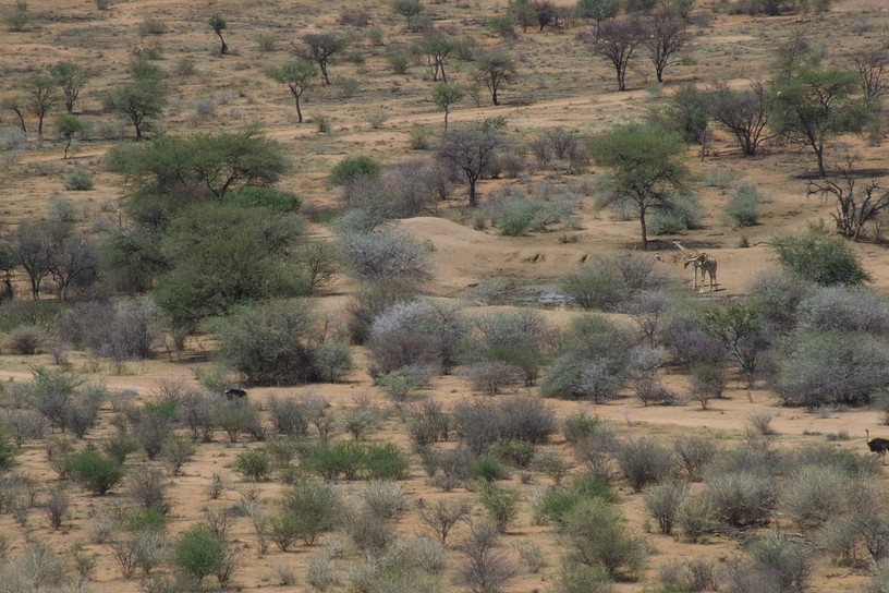 Buschlandschaft mit Giraffen