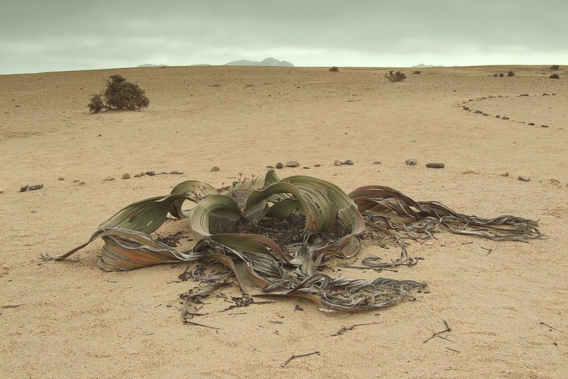 Welwitschia Mirabilis