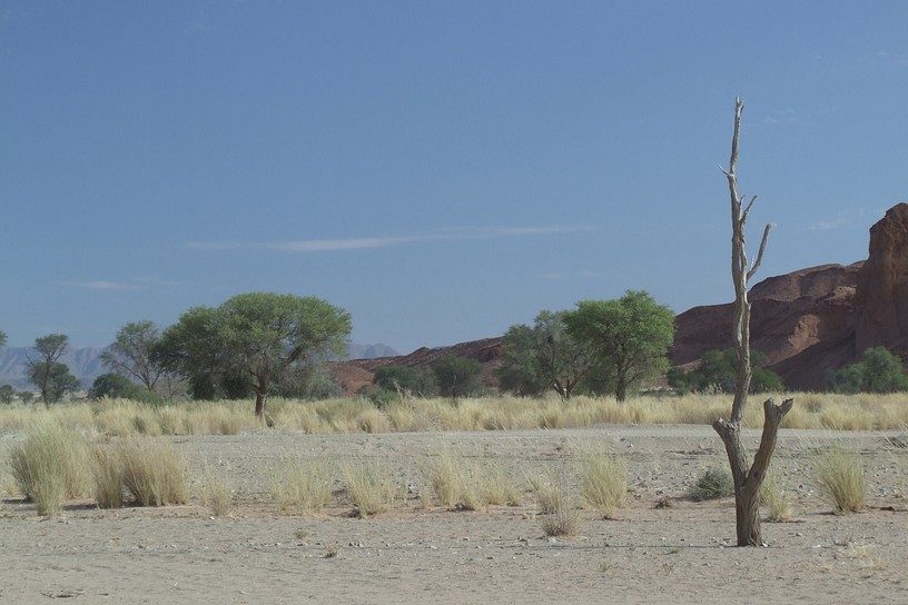 toter Baum in der Landschaft