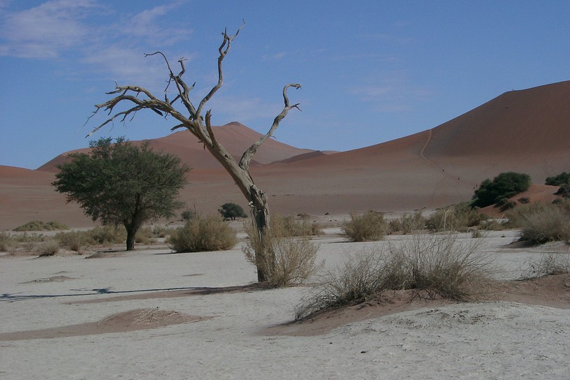Baum im Dead Vlei