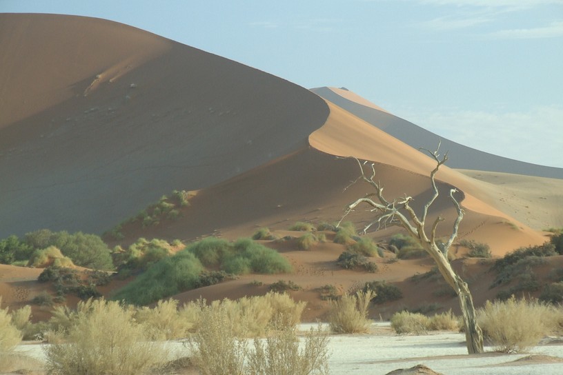 D�ne mit Baum im Sossusvlei