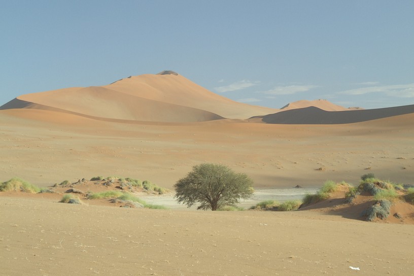 gr�ner Baum im Sossusvlei