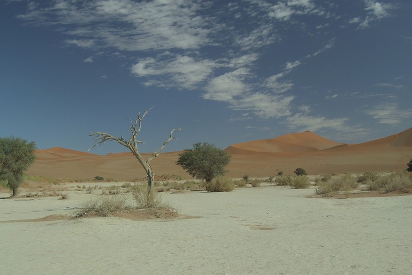 Baum im Sossusvlei 1