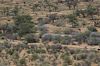Buschlandschaft mit Giraffen