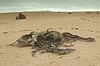 Welwitschia Mirabilis