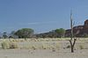 toter Baum in der Landschaft