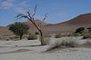 Baum im Dead Vlei