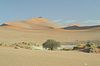 gr�ner Baum im Sossusvlei