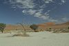 Baum im Sossusvlei 1