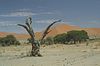 Baum im Sossusvlei 2