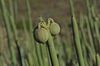 exotische Bl�tenknospe