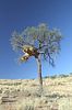 Vogelnestbaum