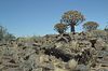 Im K�cherbaumwald 1