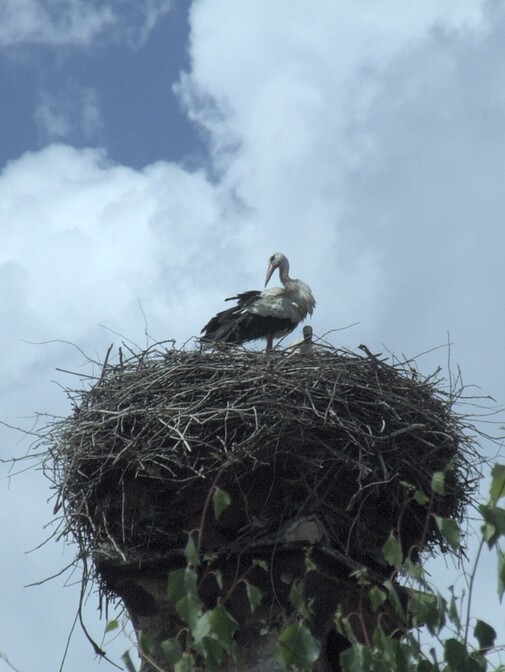 Storchennest