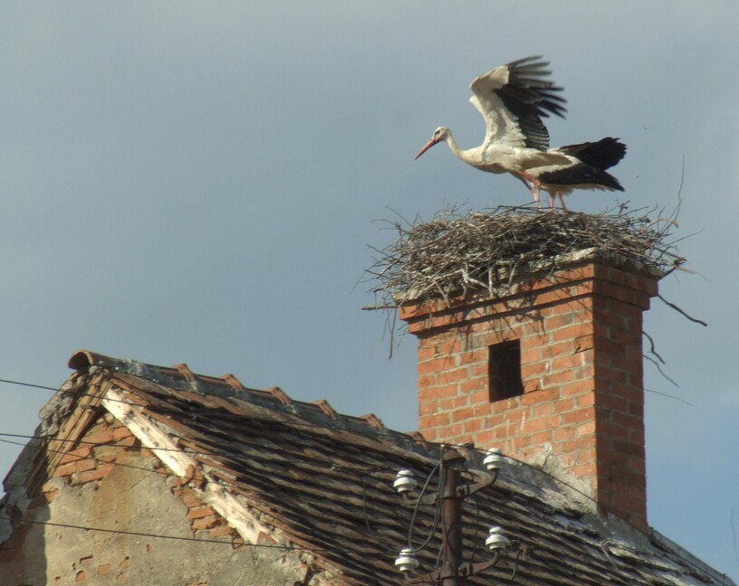 Storch im Abflug