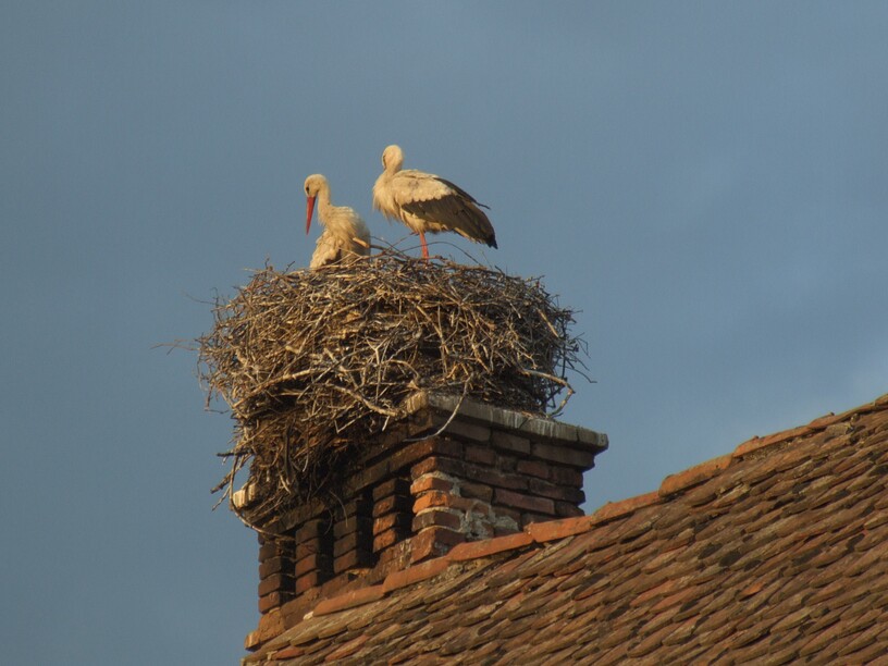 Storchennest in der Abendsonne