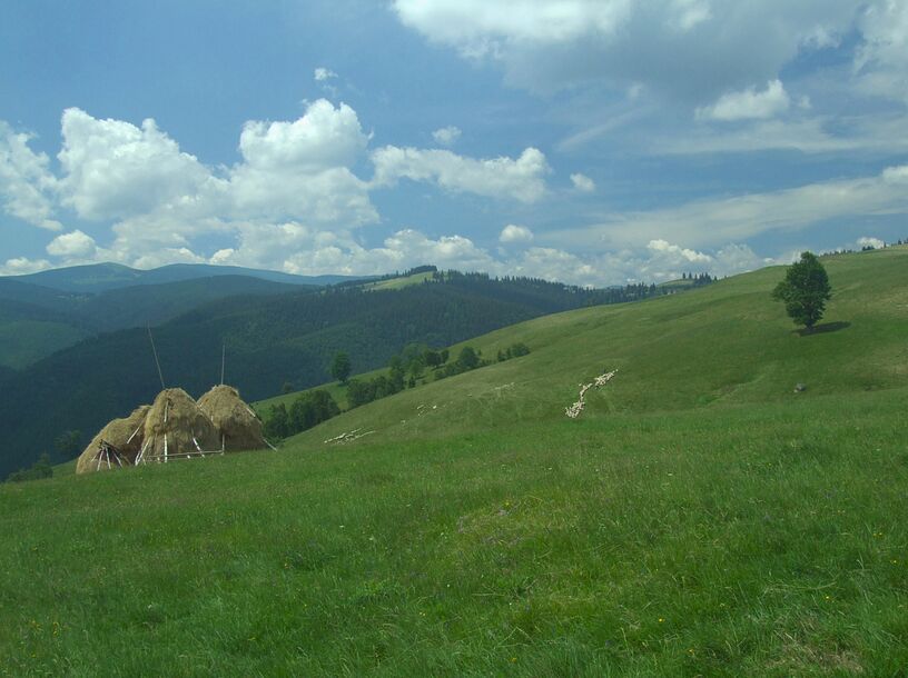 Traumwiese auf der Hohen Rinne